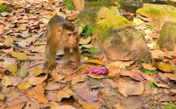 Lily and Leo, two young monkeys, quietly approach a mother monkey and her newborn in the peaceful Angkor Wat forest.