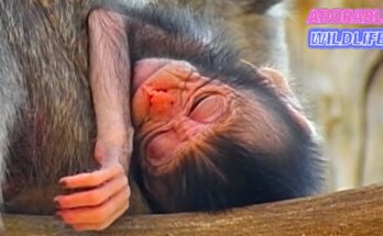 Young mother monkey gently holding her tiny newborn beneath forest leaves in Angkor Wat