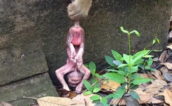 Young mother monkey sitting close to her newborn in the Angkor Wat forest, gently nursing while resting beneath ancient trees.