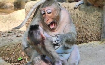 Jinx the young monkey sitting calmly while small forest animals explore nearby in the Angkor Wat forest