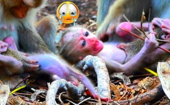 A young mother monkey sitting on a stone ledge in the Angkor Wat forest, gently watching her small baby resting near her.