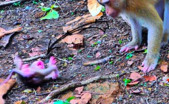 Mother monkey calmly watches her tiny baby on the forest floor in Angkor Wat, observing as he learns to move independently.