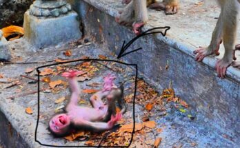 Newborn monkey resting between two adult pigtail monkeys at a distance in the Angkor forest
