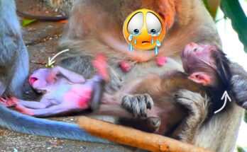 An older monkey calmly guiding her hungry baby while sitting beneath the shaded trees of Angkor Wat forest.