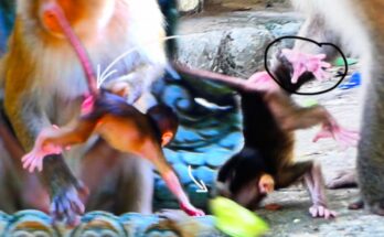 A long‑tailed macaque mother cradling her crying baby under ancient trees at Angkor Wat.