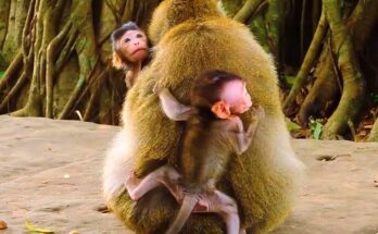 Two baby monkeys resting against their mothers in the Angkor Wat forest after a calm moment of protection