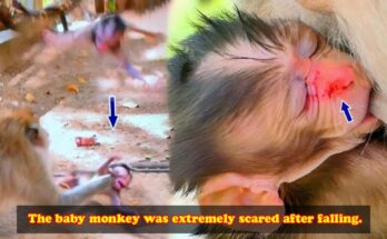 A young monkey sits on the forest floor beneath Angkor Wat, eyes wide as his mother crouches close after a fall.