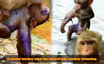 Mother monkey standing calmly in forest water while holding her baby safely above the surface.