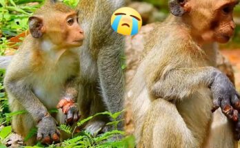 Mother monkey gently holding her baby’s injured hand in the Angkor Wat forest