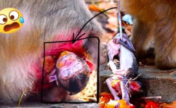 Tiny newborn monkey resting quietly on leaf-covered ground in the Angkor Wat forest.