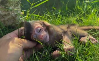 Mother monkey gently cradling her baby after a fall in the Angkor Wat forest