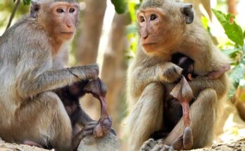 Newborn baby monkey nestled in forest roots with its young mother gently grooming at sunrise in Angkor Wat.
