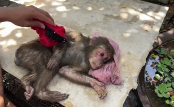 Rescued monkey in Angkor Wat forest resting on a tree branch, showing a healed wrist scar after being freed from a trap