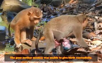 Mother monkey gently holding her underdeveloped newborn beneath a banyan tree in the Angkor Wat forest