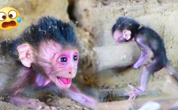 Newborn monkey resting on forest leaves beneath trees in Angkor Wat, eyes barely open, alone in early morning light.