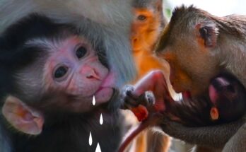 Newborn baby monkey hugging mom while nursing in the Angkor Wat forest, showing tender maternal care.