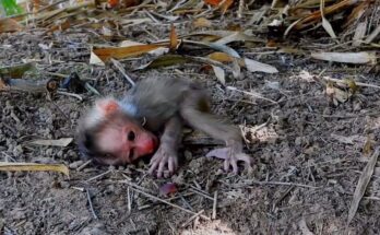 Mother monkey gently holding her newborn on the forest floor beneath fallen leaves in Angkor Wat