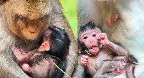 Baby monkey Sapphire looks up at her mother Set under morning light in Angkor forest.