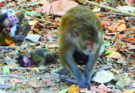Young baby monkey Draya sitting low on the forest floor while adult females remain nearby in the Angkor Wat forest.