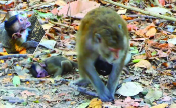 Young baby monkey Draya sitting low on the forest floor while adult females remain nearby in the Angkor Wat forest.