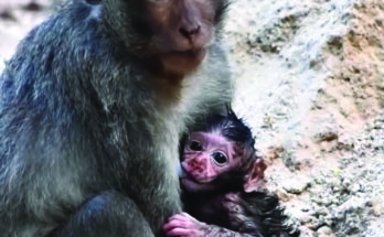 Mother monkey sitting on tree root holding her baby close in the Angkor forest morning light