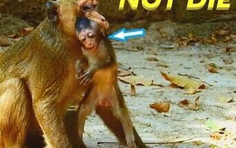 A small long-tailed macaque named Anissa pauses in a serene Angkor forest clearing, sunlight filtering through foliage.