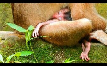 Baby monkey Tiny Brady sitting near tree root while mother forages nearby in Angkor Wat forest.