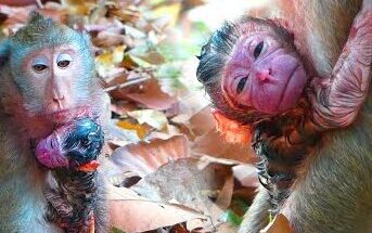 Mother monkey Karita resting with her newborn baby in the Angkor Wat forest during a quiet morning