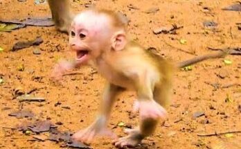 Young monkey Leo pausing near another mother in the Angkor Wat forest during a quiet morning moment