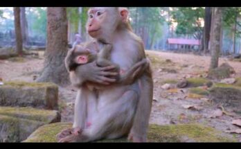 Luay gently holding baby Lucan in the Angkor Wat forest during early morning light.