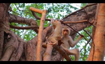 Rina exploring the forest floor near Angkor Wat in soft morning sunlight.
