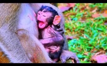 Baby monkey crying on a tree branch in Angkor Wat forest before reuniting with his mother.