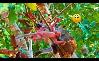 Newborn monkey safely reunited with mother after a brief fall in Angkor Wat forest.
