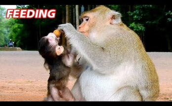 Mother monkey feeding baby while sitting on temple stone in Angkor Wat forest
