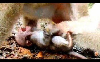 Baby monkey Daniela sitting at the base of a tree in Angkor Wat forest, looking upward with wide eyes.