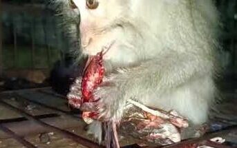 Mother monkey sitting quietly in Angkor Wat forest holding her newborn, surrounded by soft morning light