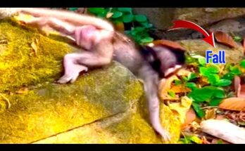 Baby macaque peeking out of a small stone hollow in Angkor Wat temple wall