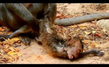 Young macaque gripping a tree branch tightly during a tense moment in Angkor Wat forest.