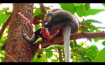 Baby monkey clinging tightly to her mother after nearly slipping from a tree branch in Angkor Wat.