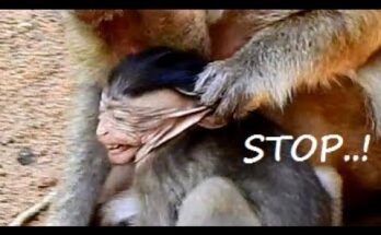 Baby monkey clinging tightly to its mother in the Angkor Wat forest at sunrise