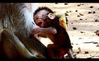 Baby monkey nursing from mother while sitting on temple stone in Angkor Wat forest