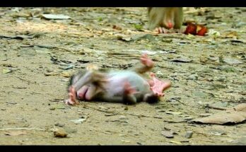 Baby monkey standing near tree root looking up while older monkey approaches in Angkor Wat forest.
