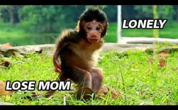 Young monkey Branda sitting quietly near tree roots while troop moves nearby in Angkor Wat forest.