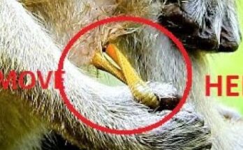 Young monkey Brutus Jr. sitting calmly after receiving help in the Angkor Wat forest