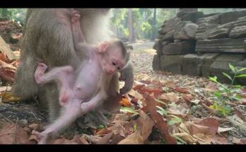 Baby monkeys Boris and Rina playing in morning sunlight near Angkor Wat forest