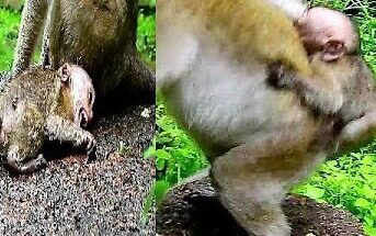 Mother monkey Jill stands alert while Baby Brutus Jr. cries behind her in the Angkor forest