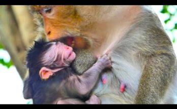 Elderly mother monkey gently holding her newborn baby in the Angkor Wat forest.
