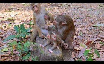 Mum Luay sitting in the Angkor Wat forest holding her two young babies close in soft morning light.