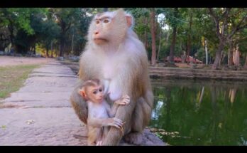 Mum Rose gently holding baby Rina close in the Angkor Wat forest during soft morning light.