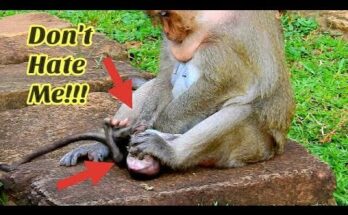Mother monkey Dana sitting close to baby Daniela on a stone surface in the Angkor Wat forest.